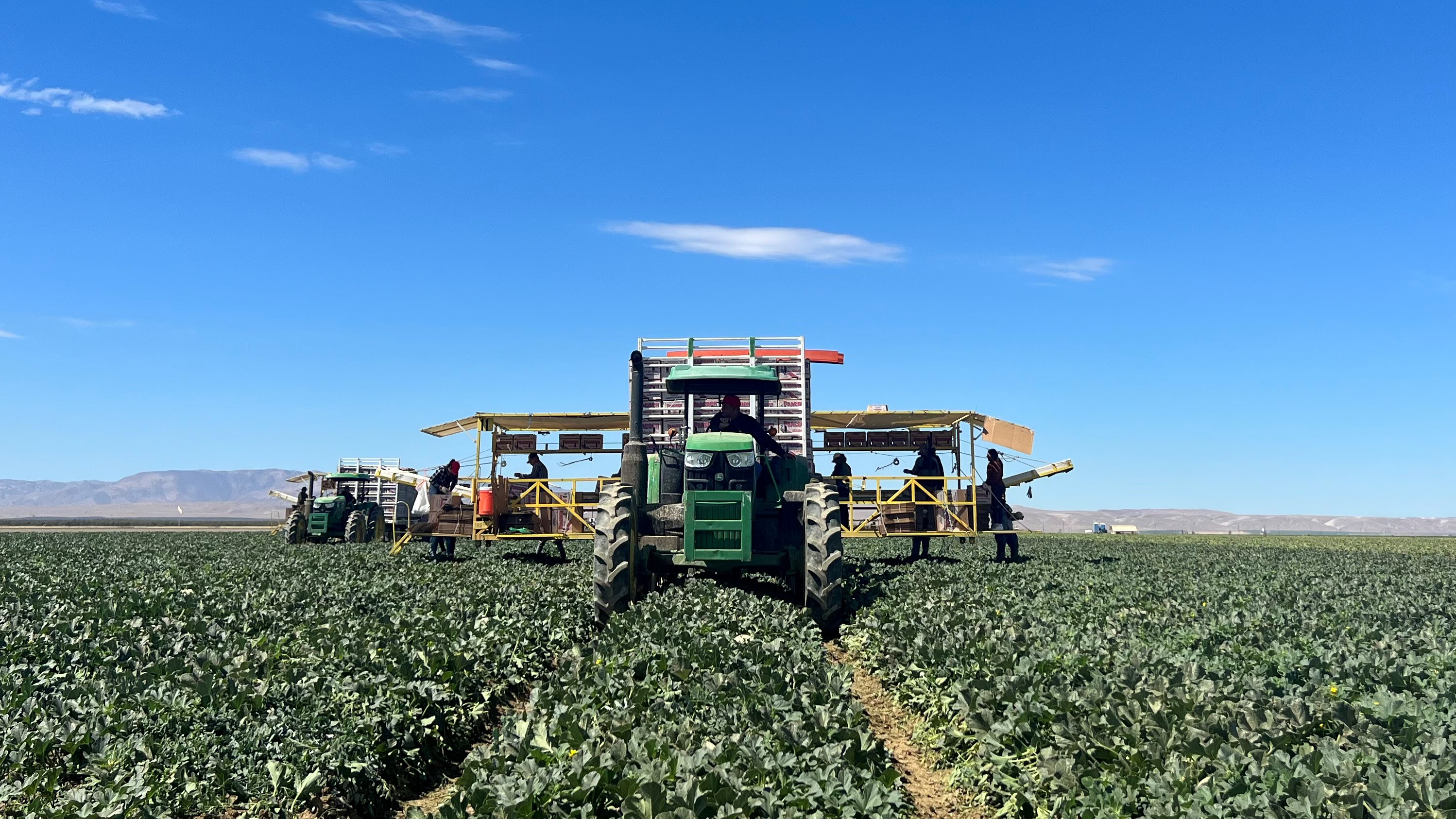 Workers pack melons on a field harvester for The Turlock Fruit Company in Firebaugh, CA